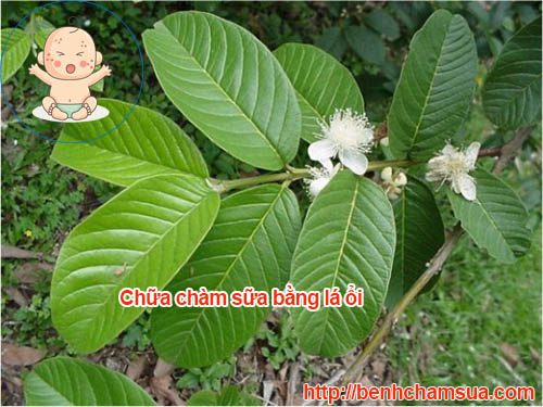 Lá ổi - chữa trị chàm theo phương pháp dân gian